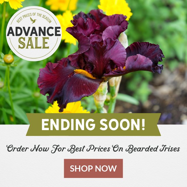 Advance Sale - Bearded Iris ending soon