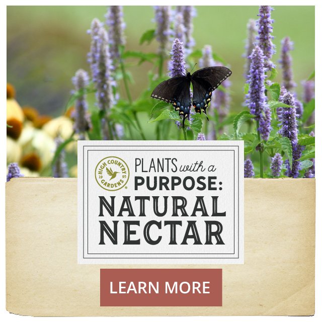 Plants with a purpose - natural nectar