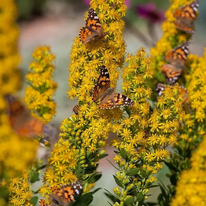  Solidago | Goldenrod