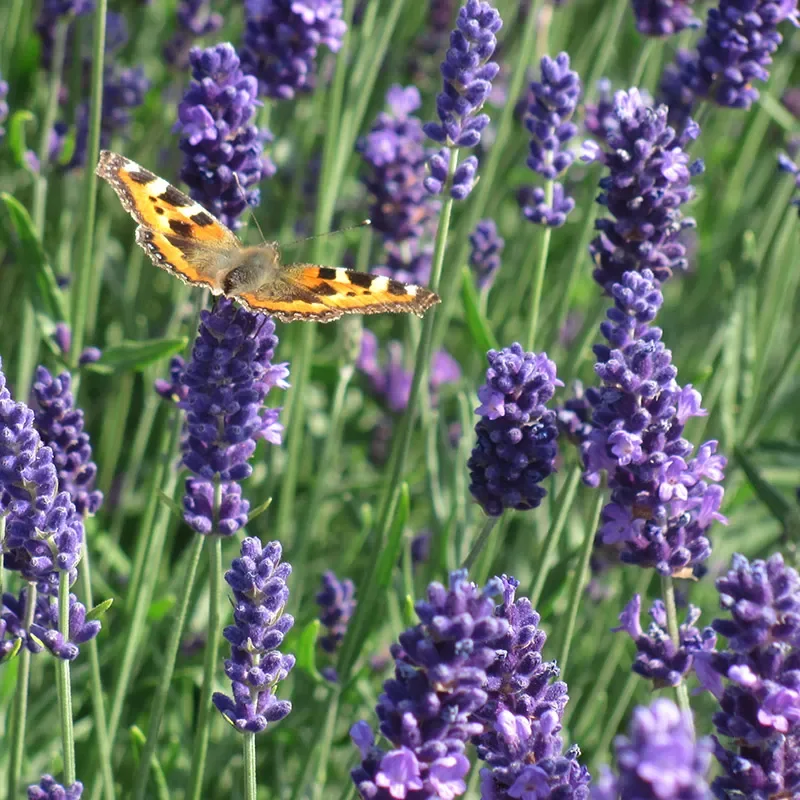  Lavandula | Lavender