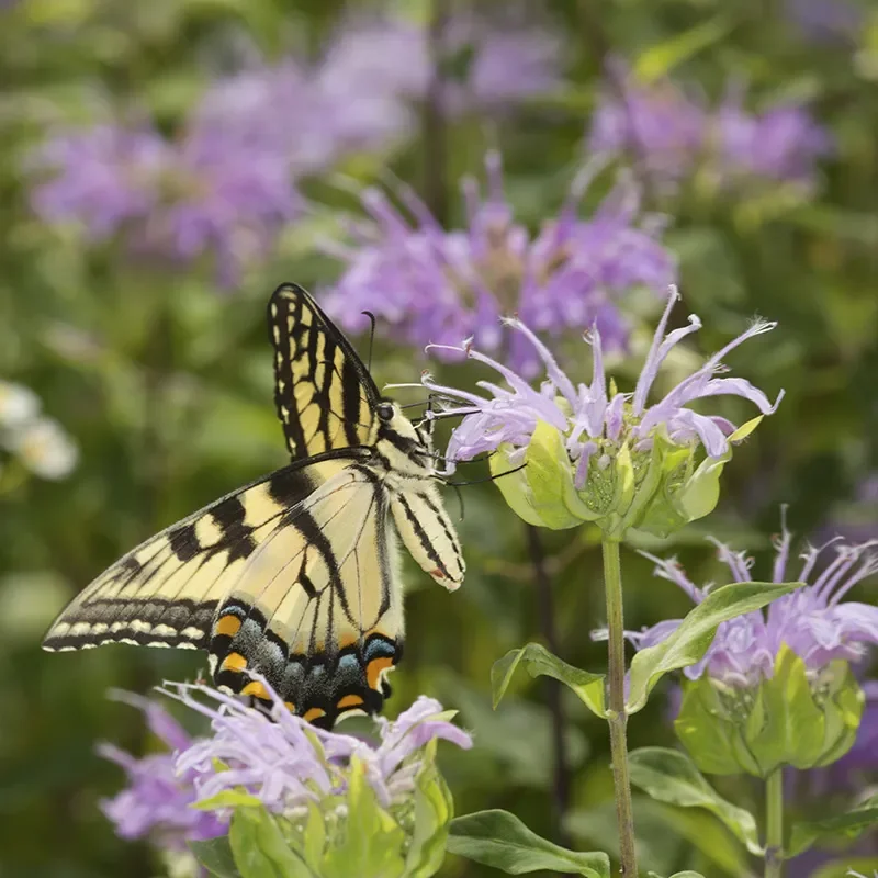 Monarda | Bee Balm