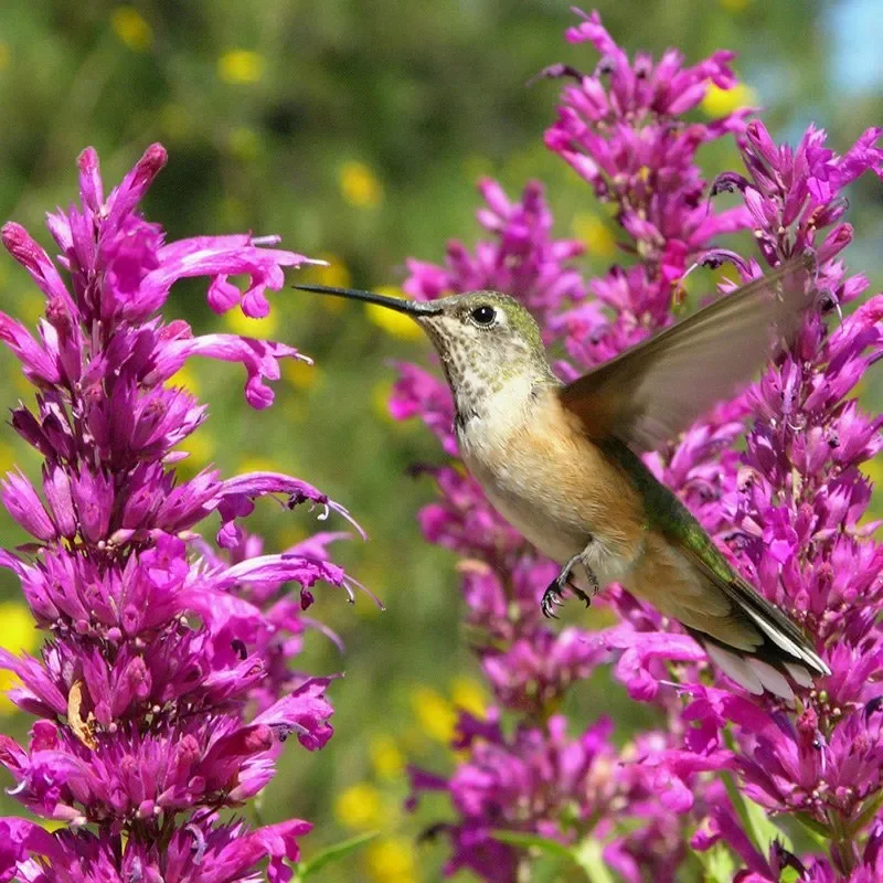 Agastache | Hummingbird Mint