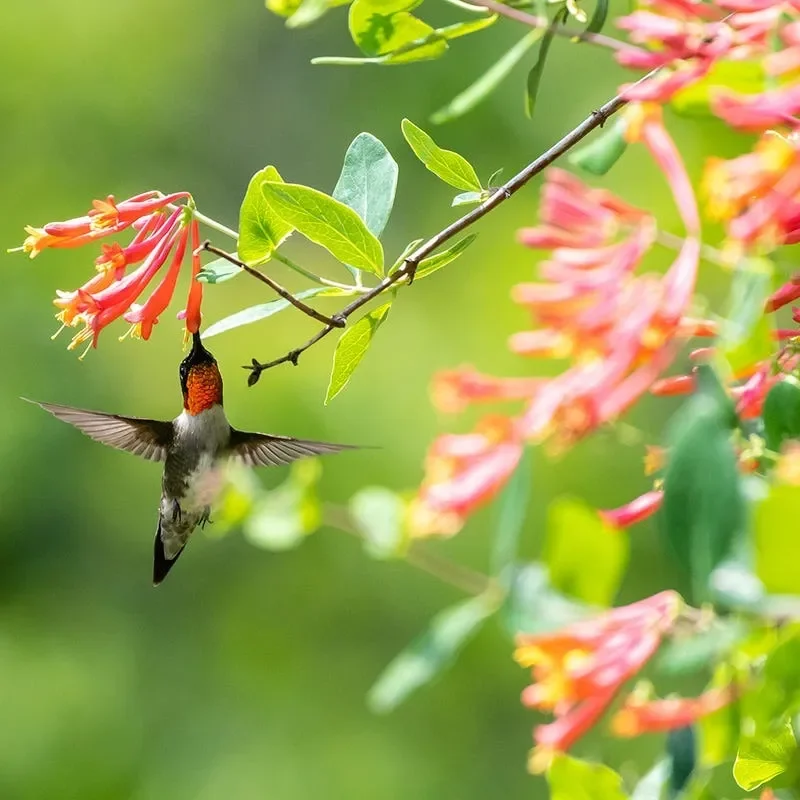 Shop All Hummingbird Plants