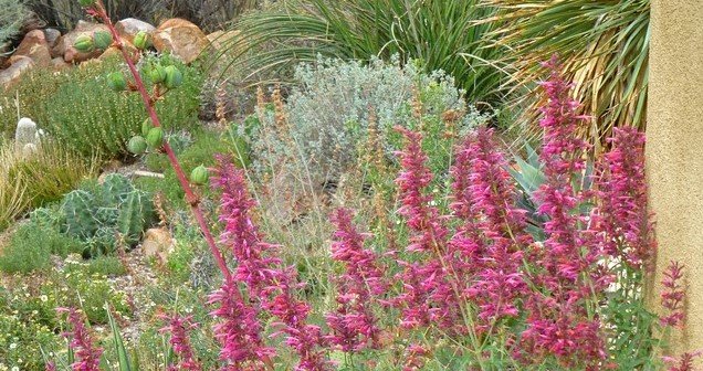 Fall Fiesta Agastache