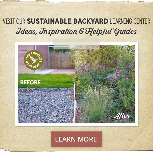 Sustainability Begins In Your Backyard