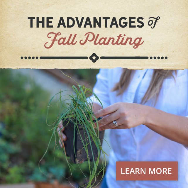 Advantages of Fall Planting