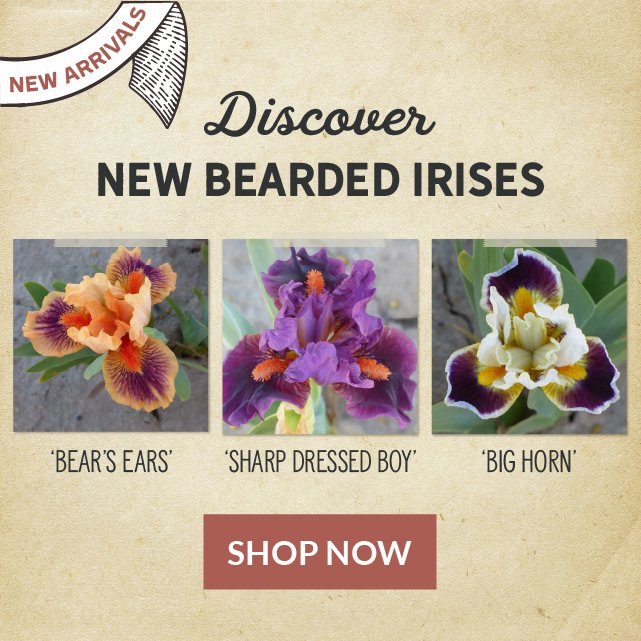 Introducing 25 New Bearded Irises