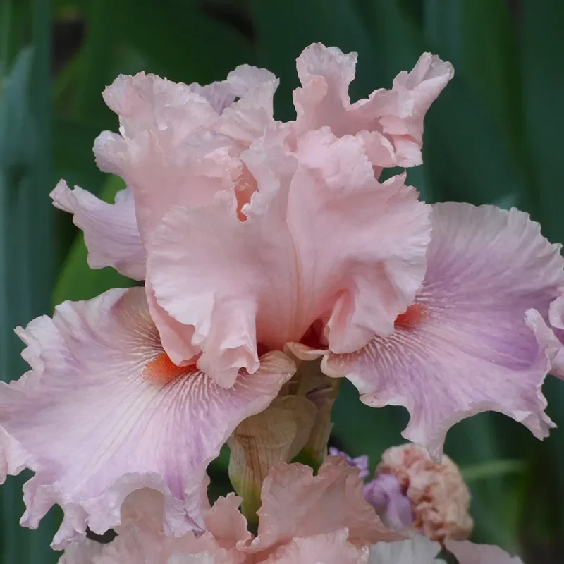 Sweet Kisses Bearded Iris