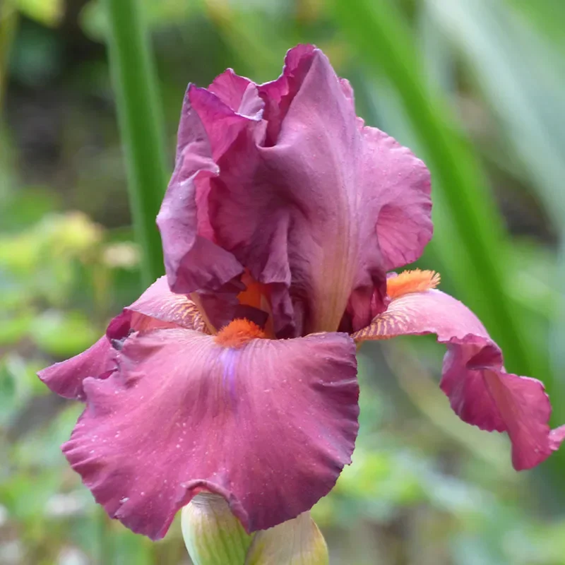 Lady Friend Bearded Iris