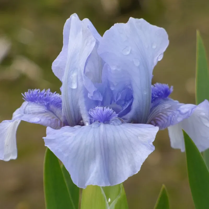 Repeat The Blues Dwarf Bearded Iris