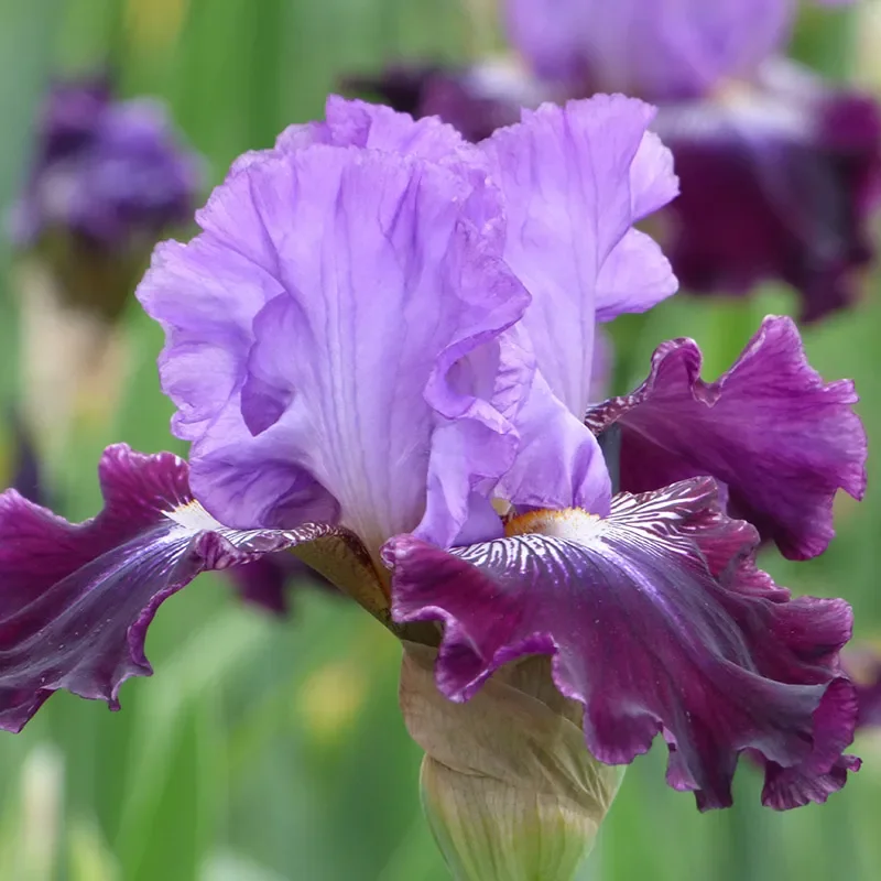 Sew Little Time Bearded Iris