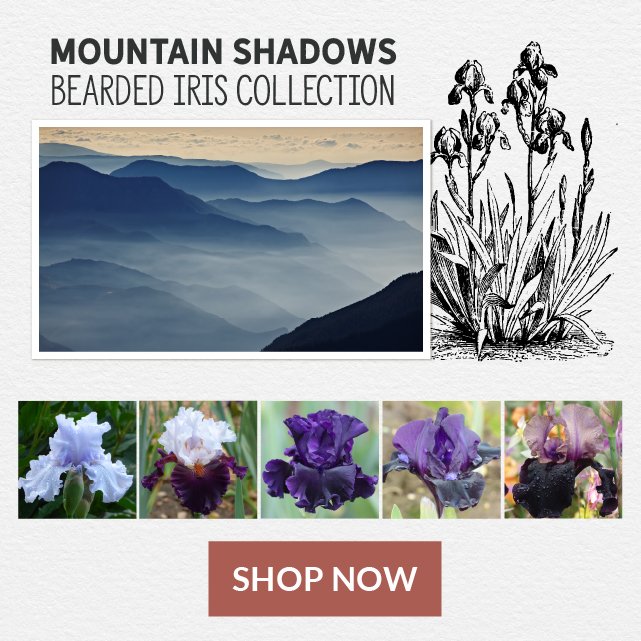 Mountain Shadows Bearded Iris Collection - Shop Now