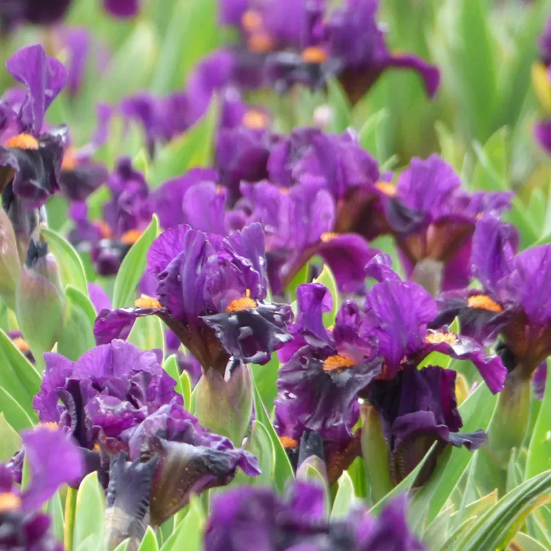 Sharp Dressed Boy Dwarf Bearded Iris