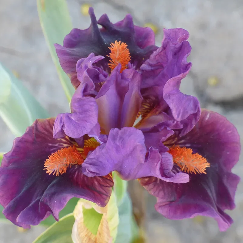 Sharp Dressed Boy Dwarf Bearded Iris