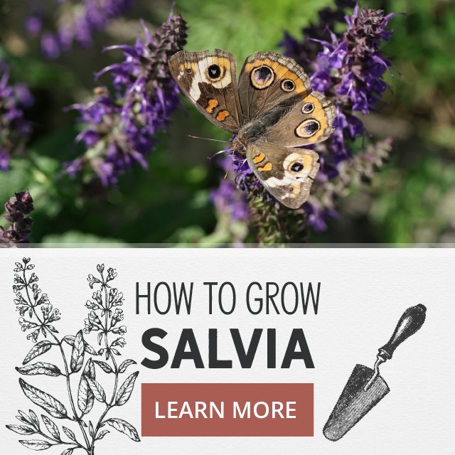 How To Grow Salvia - Learn More