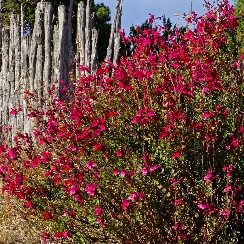 Furman's Red Texas Salvia