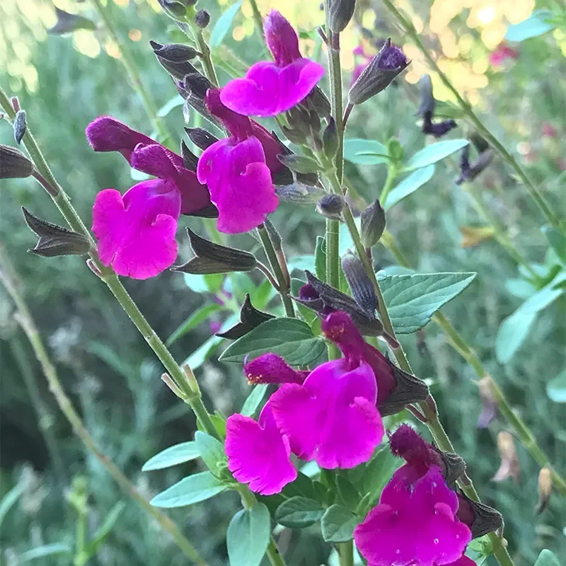 FlowerKisser Royal Rose Salvia