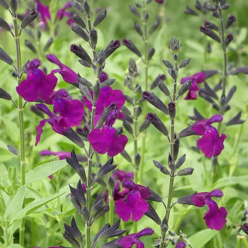 FlowerKisser Dark Shadows Salvia