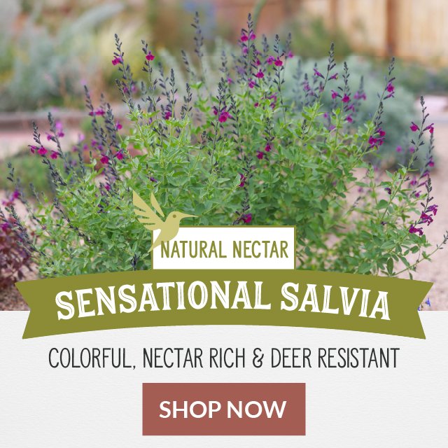 Sensational Salvia: Colorful, Nectar Rich & Deer Resistant Shop Now