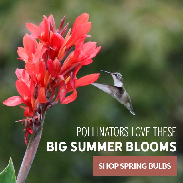 Pollinators Love These Summer Blooms - Shop Spring Bulbs