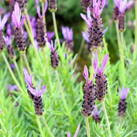 Purple Ribbon Spanish Lavender - Flat of 9