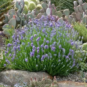 Wee One Dwarf English Lavender - Flat of 9