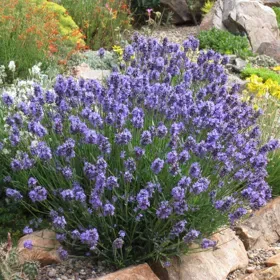 Thumbelina Leigh Dwarf English Lavender - Flat of 9