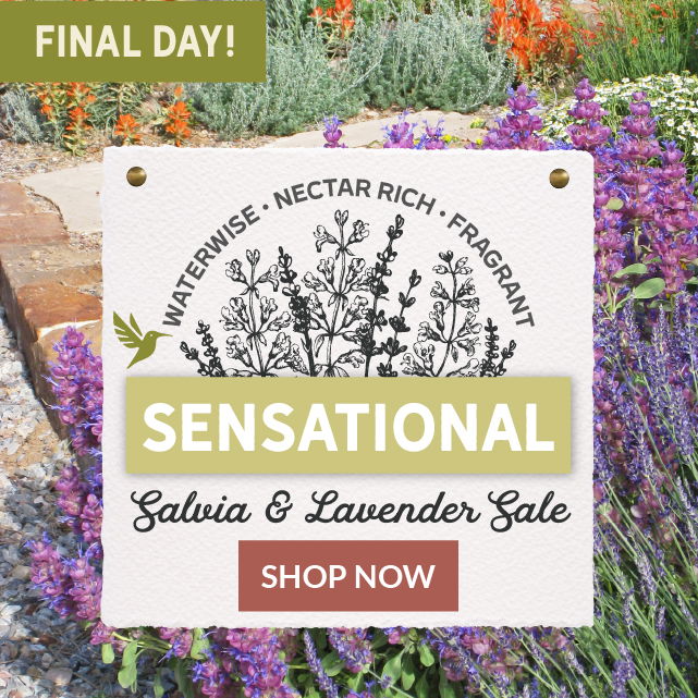 Lavender & Salvia Sale