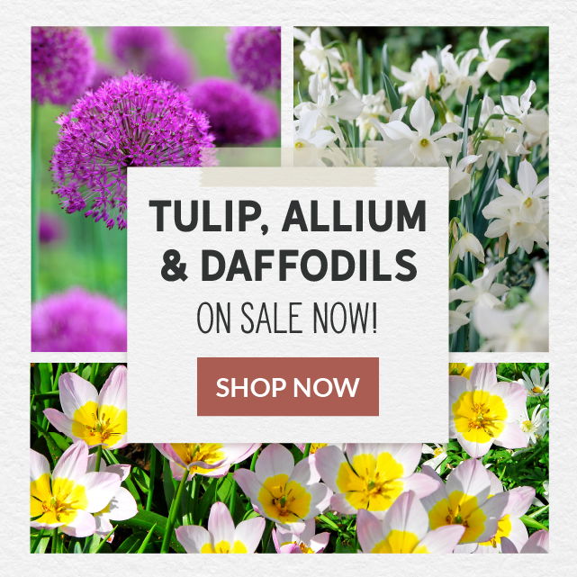 Save Up To 20% On Tulips, Daffodils & Alliums