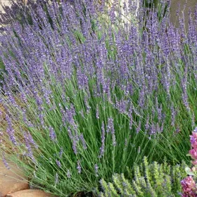 Gros Bleu French Lavender - Flat of 9