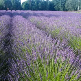 Phenomenal® Lavender - 1 Gallon Pot