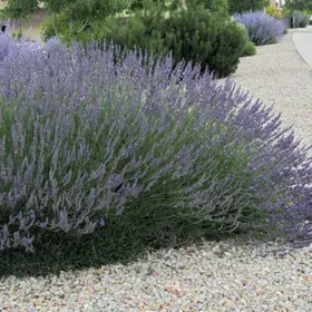 Grosso French Lavender - Flat of 9