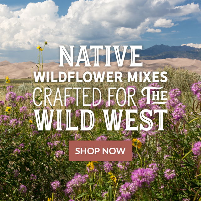 native wildflower seeds