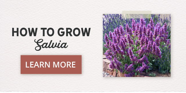 How To Plant & Grow Salvia