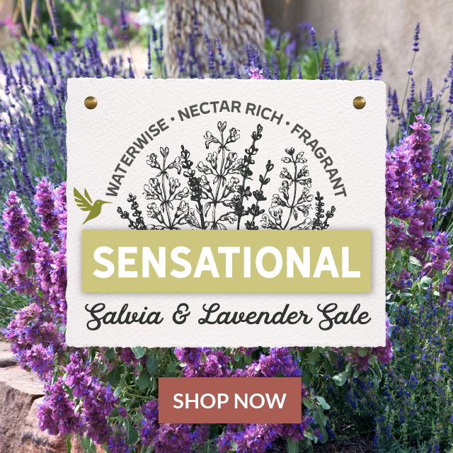 Lavender & Salvia Sale