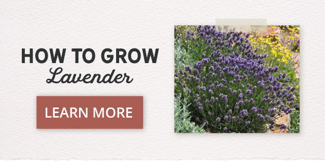 How To Plant & Grow Lavender