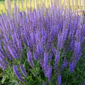 May Night Salvia - 5" Pot