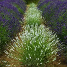 Edelweiss Lavender - 5" Pot