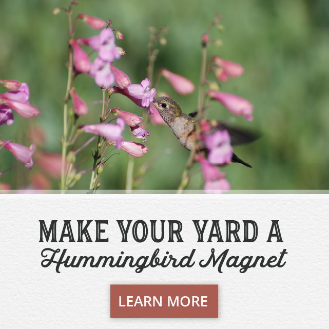 Make your yard a hummingbird magnet