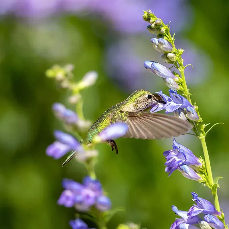 Penstemon | Beardtongue