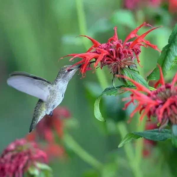 Monarda | Bee Balm