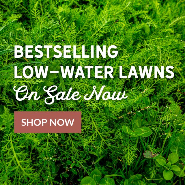 Bestselling Low-Water Lawns On Sale Now