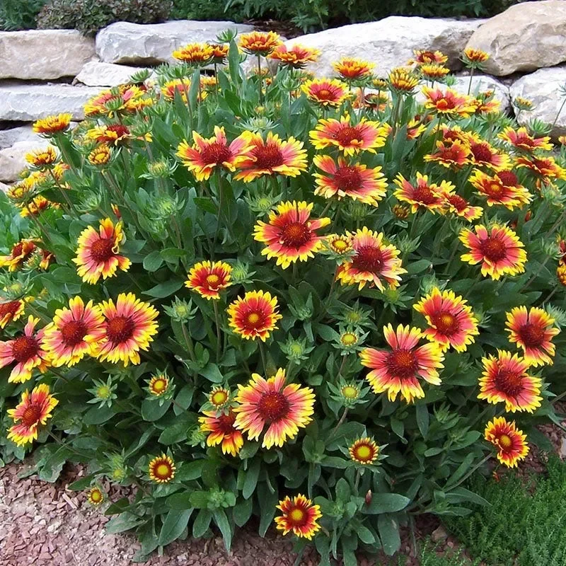 Gaillardia | Blanket Flower