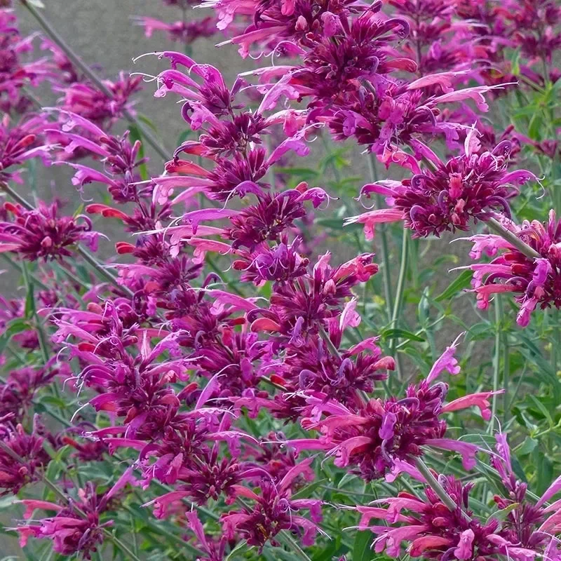 Agastache | Hummingbird Mint