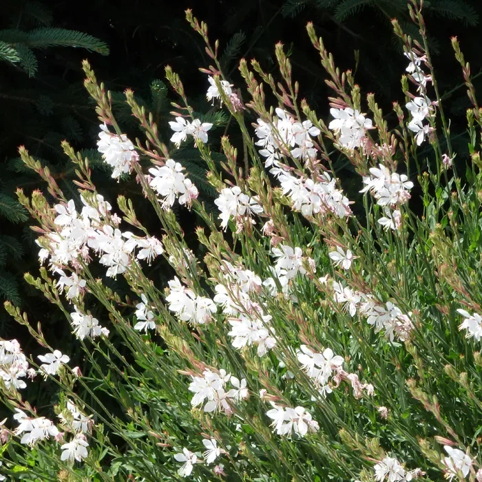 Intermountain Beauty Gaura