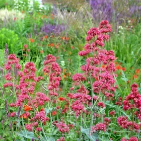 Red Valerian (Centranthus) - Flat of 9