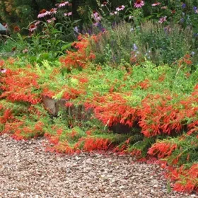 Orange Carpet® Creeping Hummingbird Trumpet (Zauschneria) - 1 Gallon Pot