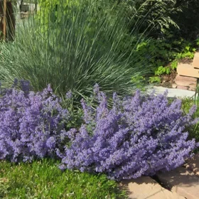 Select Blue Nepeta - Flat of 9