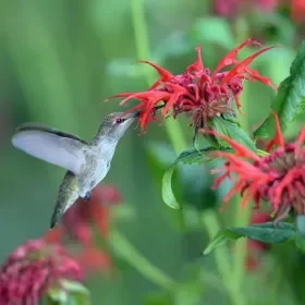 Jacob Cline Bee Balm - Flat of 9