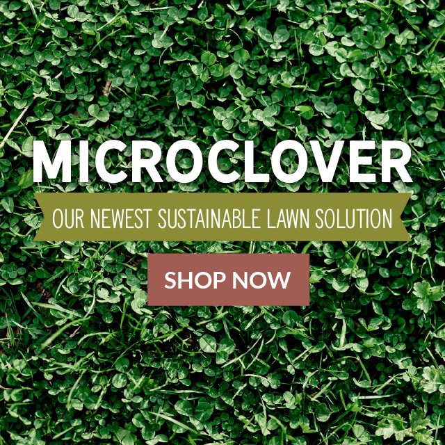 Microclover - Our Newest Sustainable Lawn Solution Shop Now